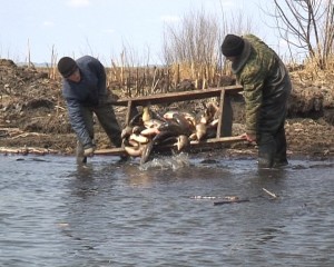 Выращиваем карпа